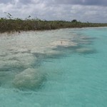 Microbialites in Laguna Bacalar in Bacalar, Mexico